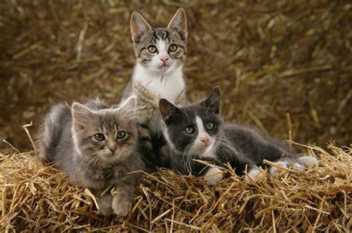 What is a barn kitten