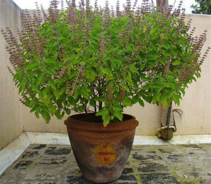 What is a basil tree