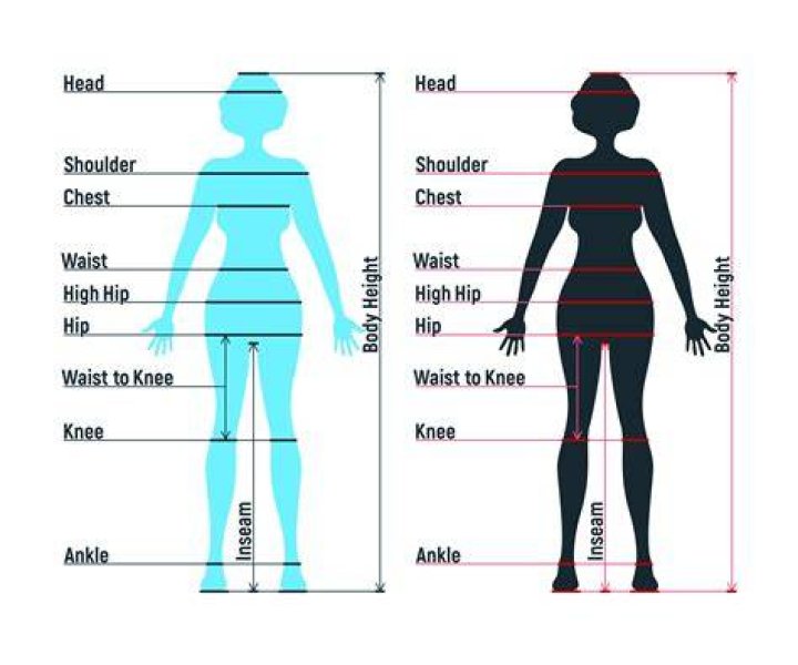 What is a body length