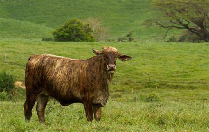 What is a brinded cow