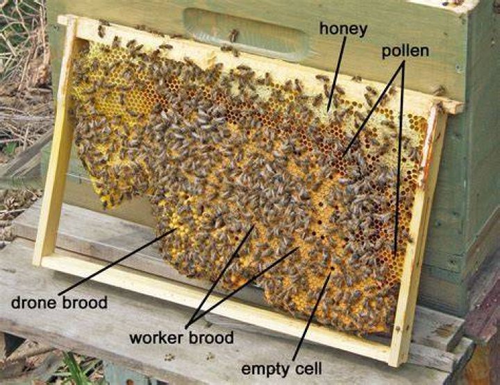 What is a brood frame