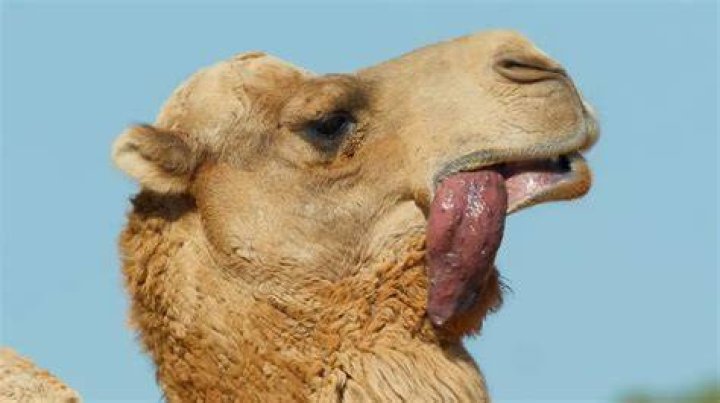 What is a camel dulla