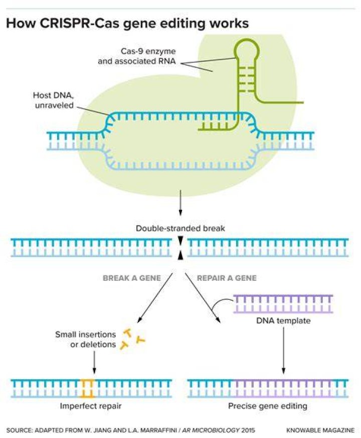 What is a CAS enzyme