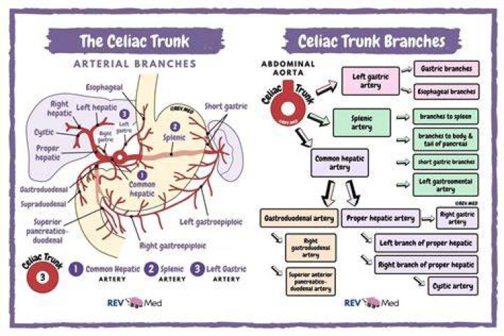 What is a celiac axis