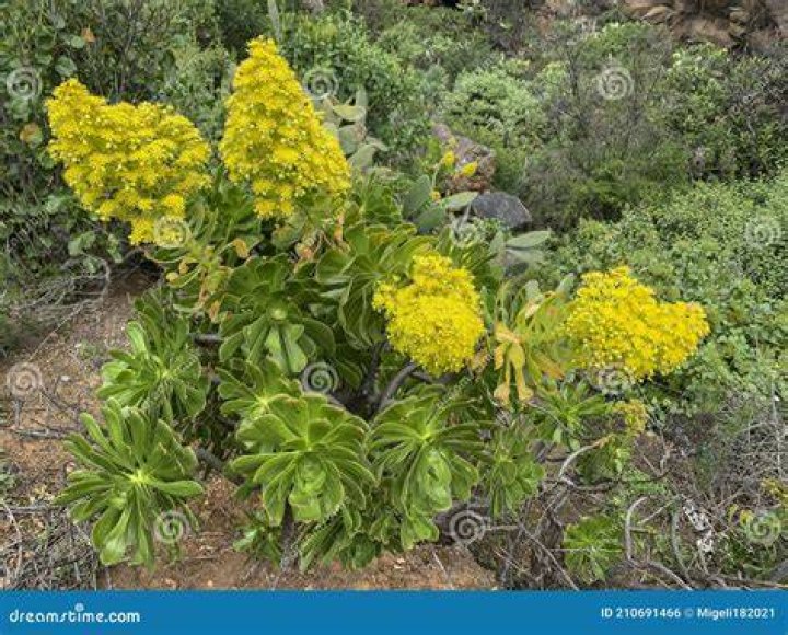 What is a crass plant