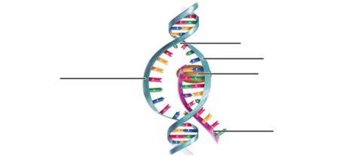 What is a DNA quizlet
