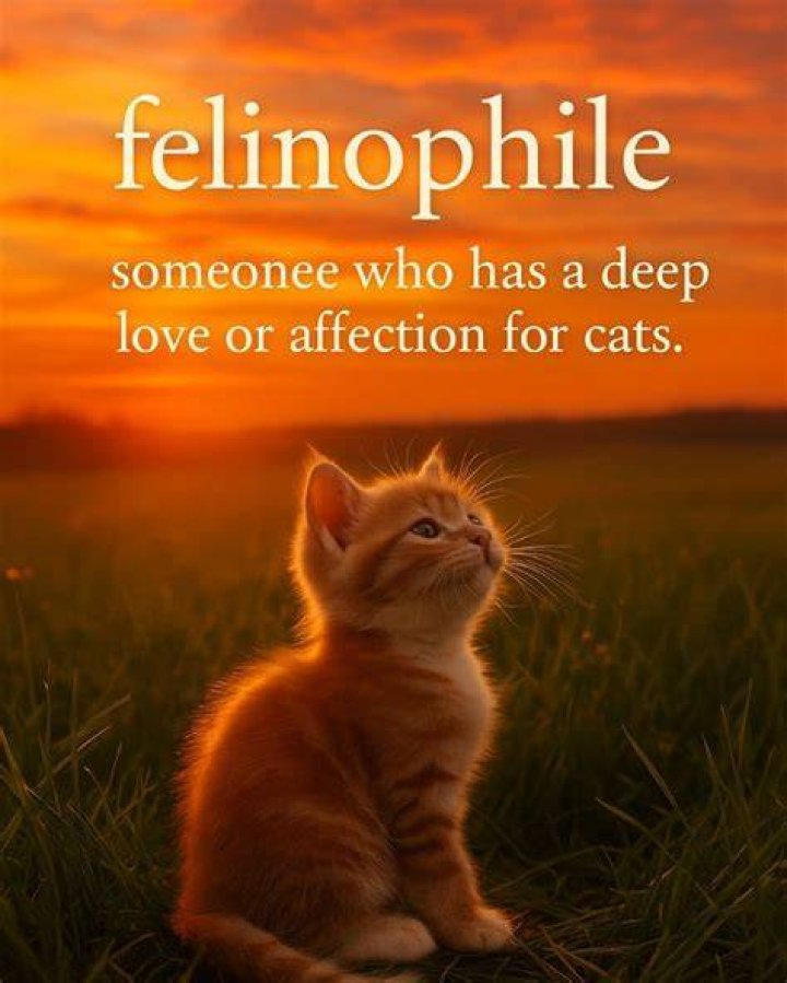What is a Felinophile