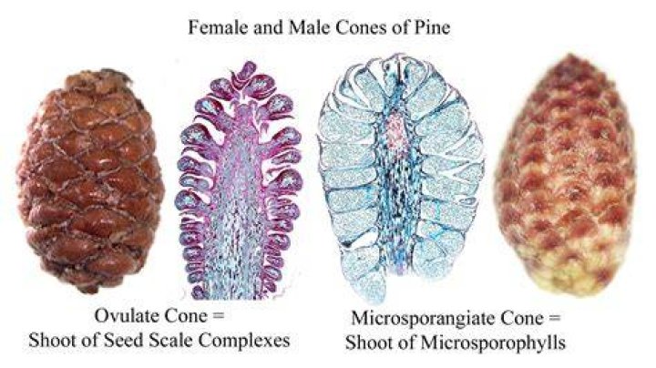 What is a female cone