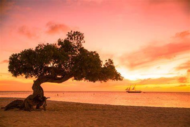 What is a Fofoti tree
