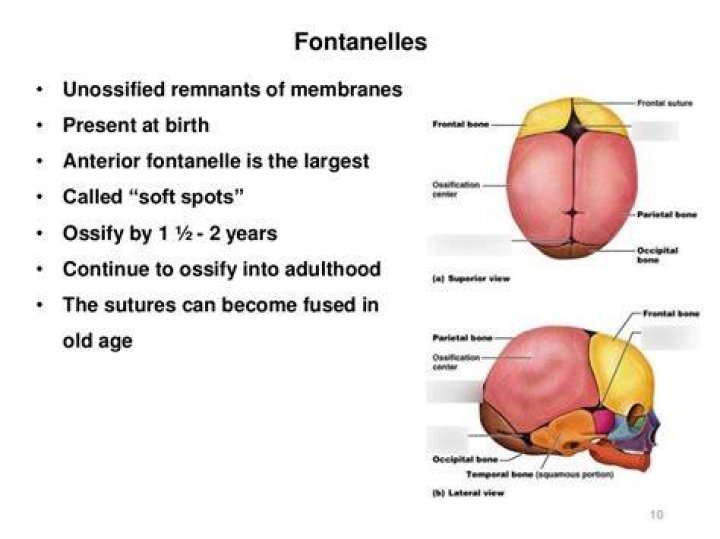 What is a fontanelle