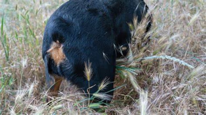 What is a foxtail dog