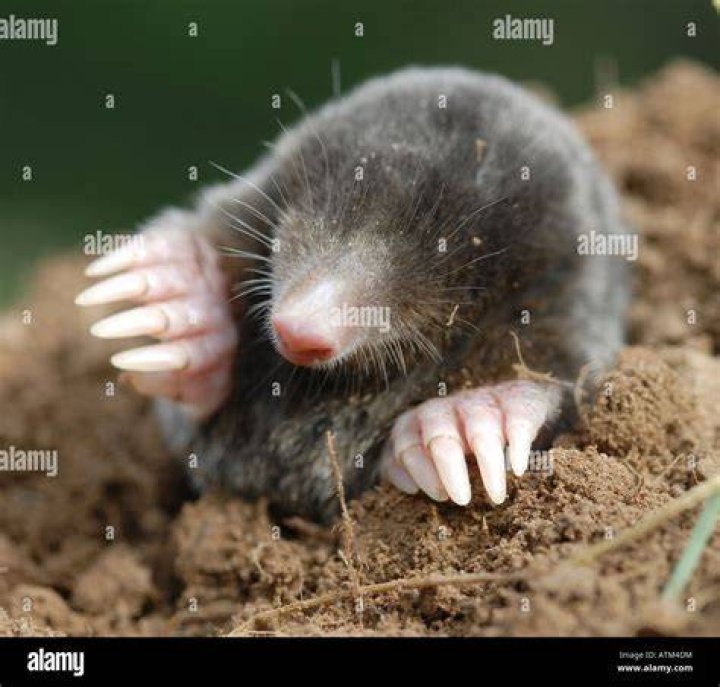 What is a ground mole