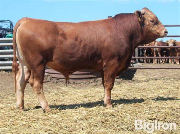 What is a heifer bull