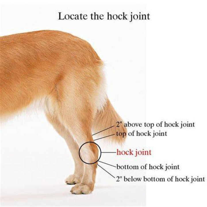 What is a hock injury