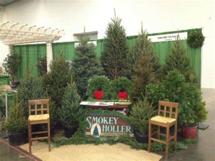 What is a holler tree