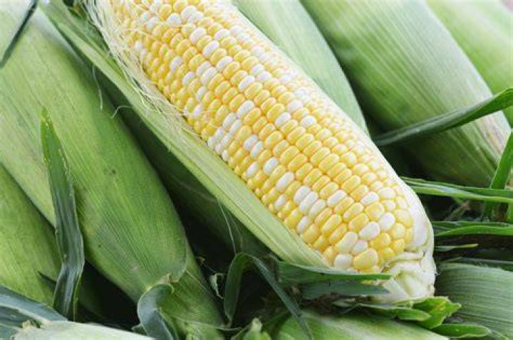 What is a hybrid corn