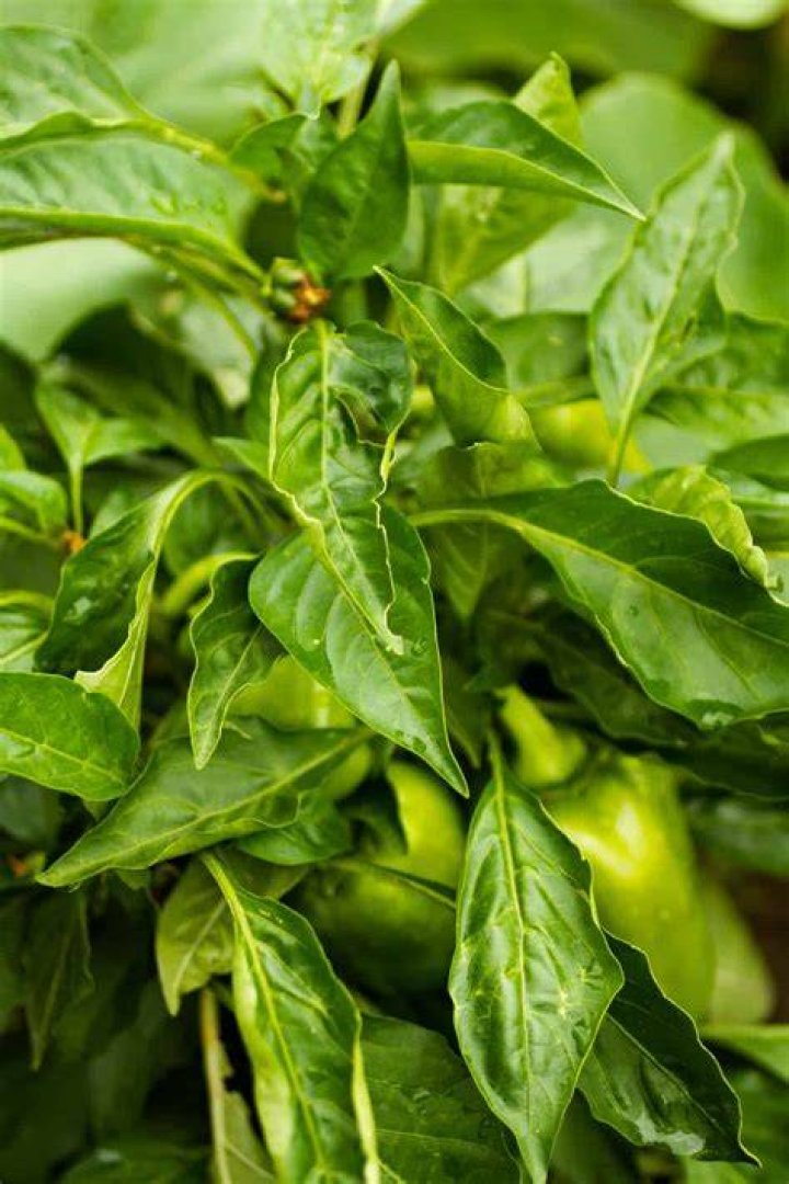 What is a leaf pepper