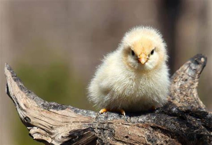 What is a little fowl