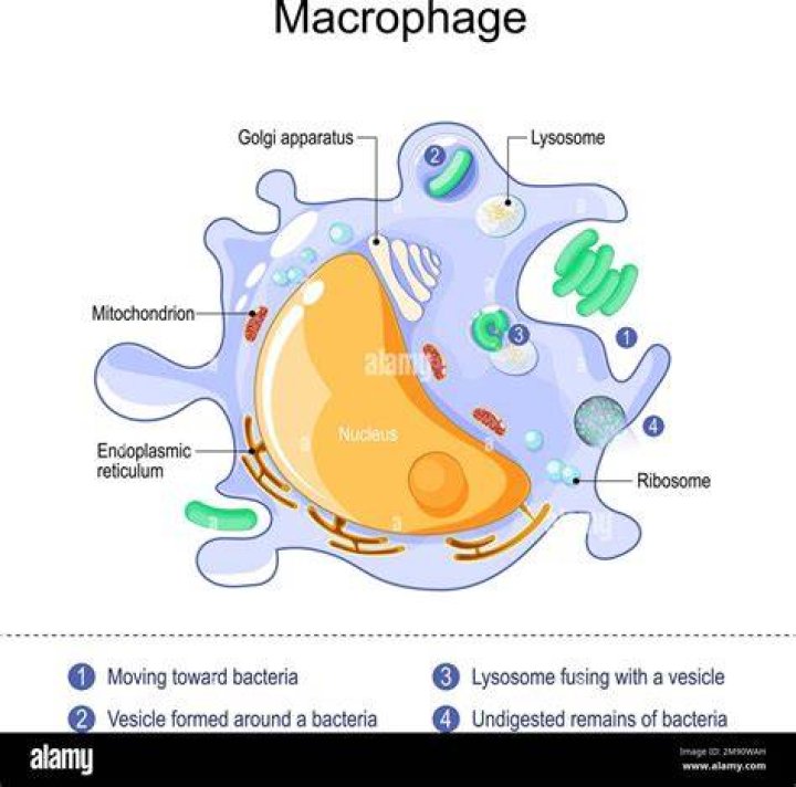 What is a macrophage