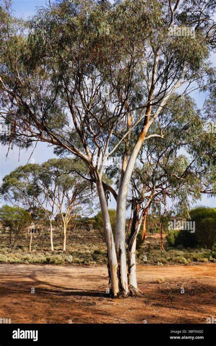 What is a mallee tree