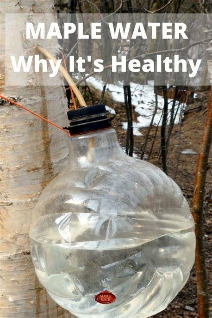 What is a maple water