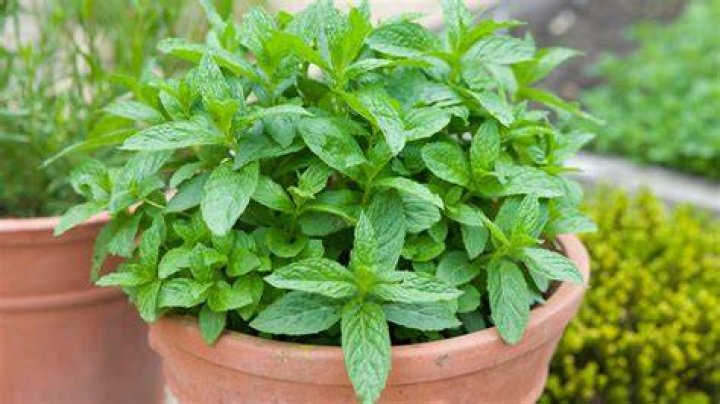 What is a mint place