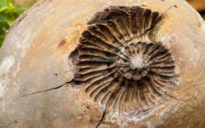 What is a mold fossil