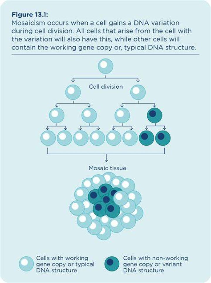 What is a mosaic DNA