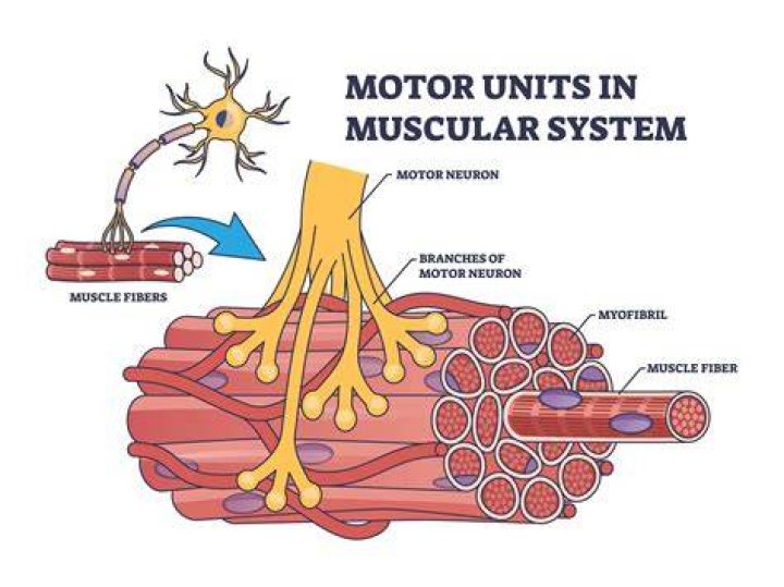 What is a motor point