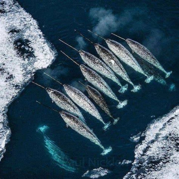 What is a narwhal pod