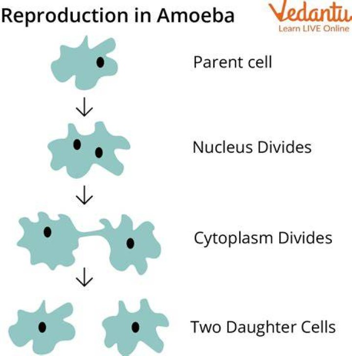 What is a parent cell