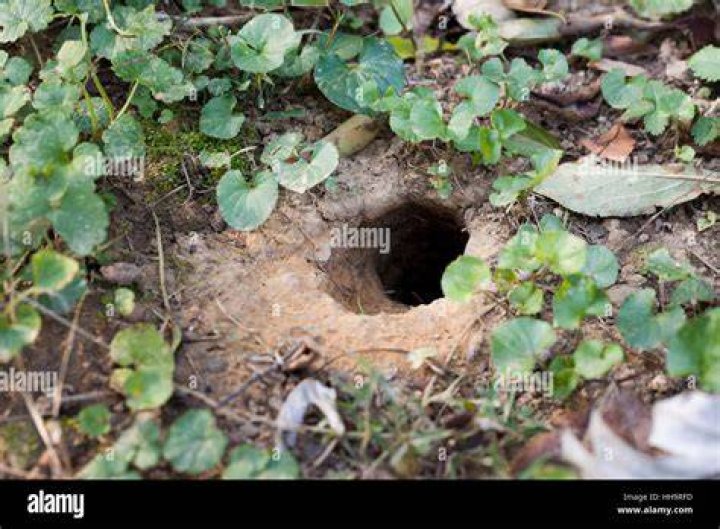 What is a plunge hole