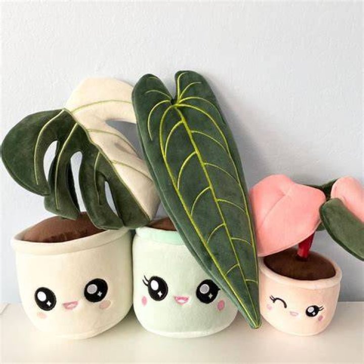 What is a plush plant