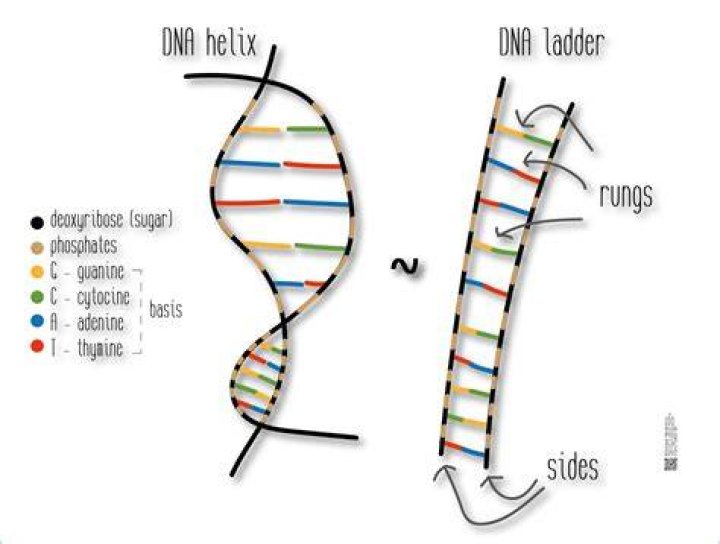 What is a rung in DNA