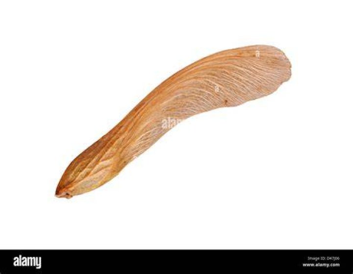 What is a Samara seed