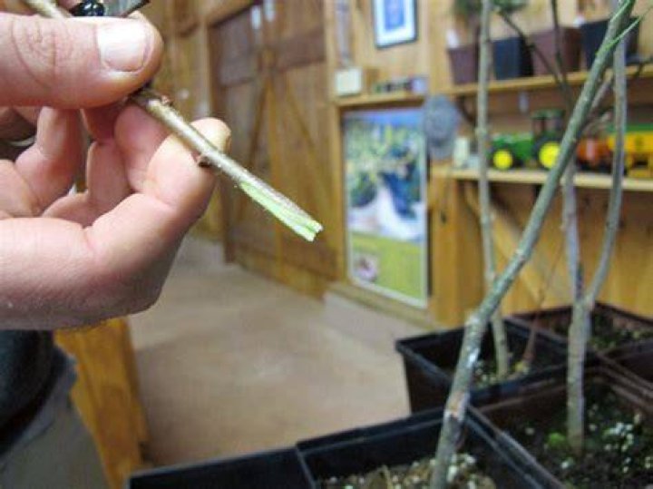 What is a scion plant