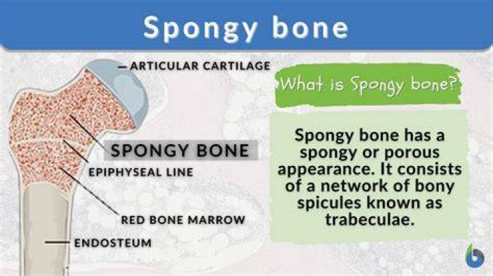 What is a spongy bone