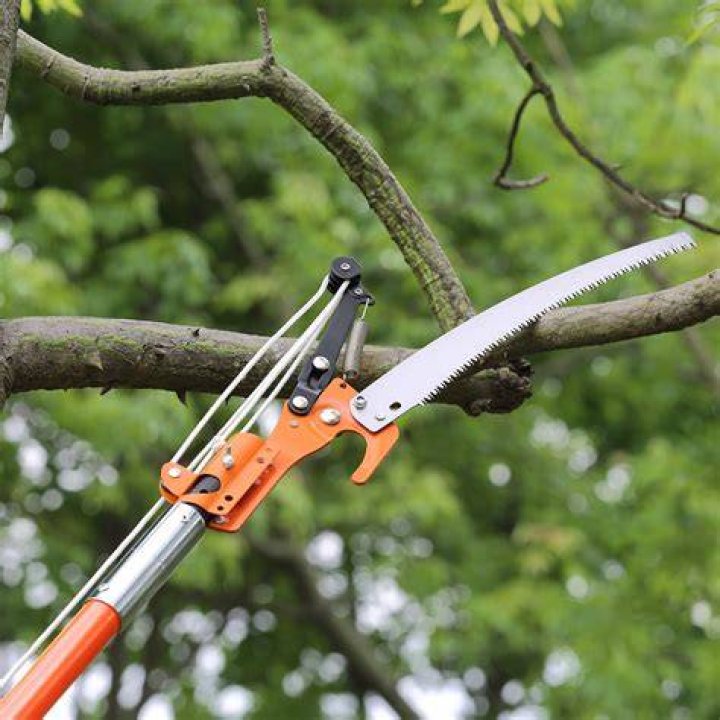 What is a tree pruner