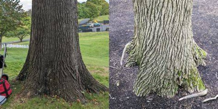 What is a trunk flare