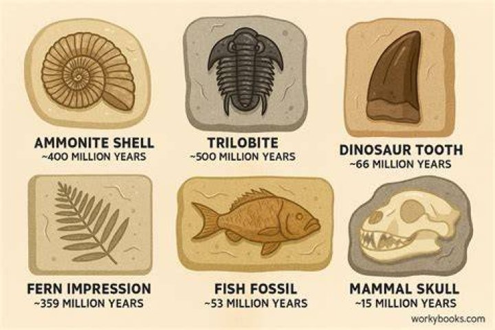 What is a type fossil