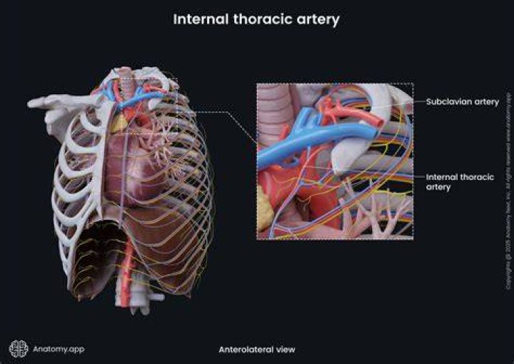 What is AA in anatomy