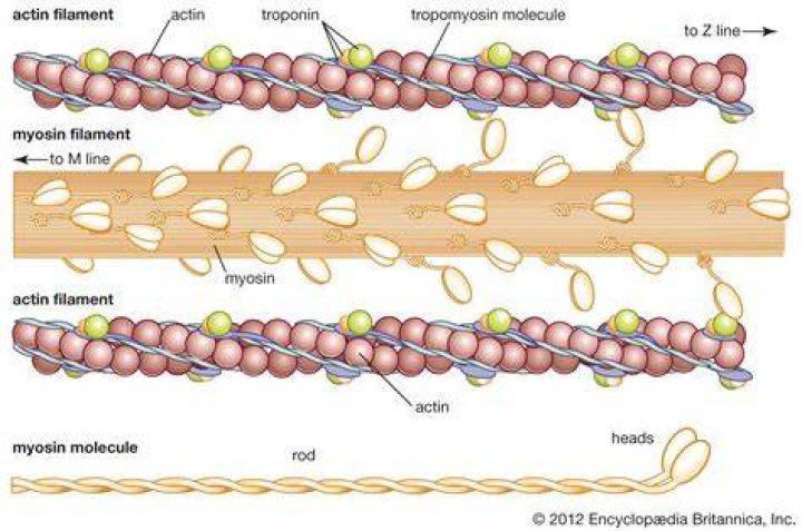 What is actin made of