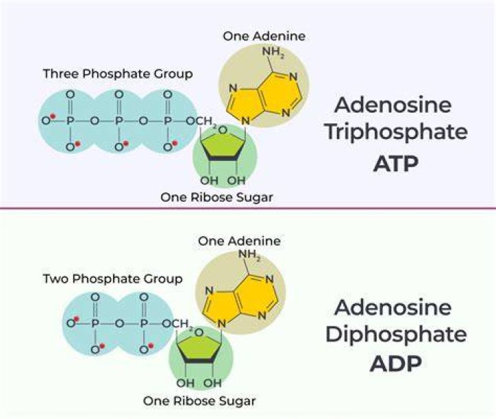 What is ADP used for
