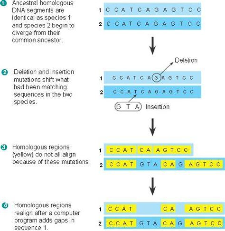 What is aligning DNA