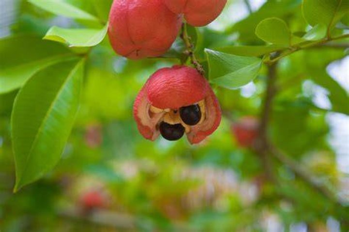 What is an ackee tree