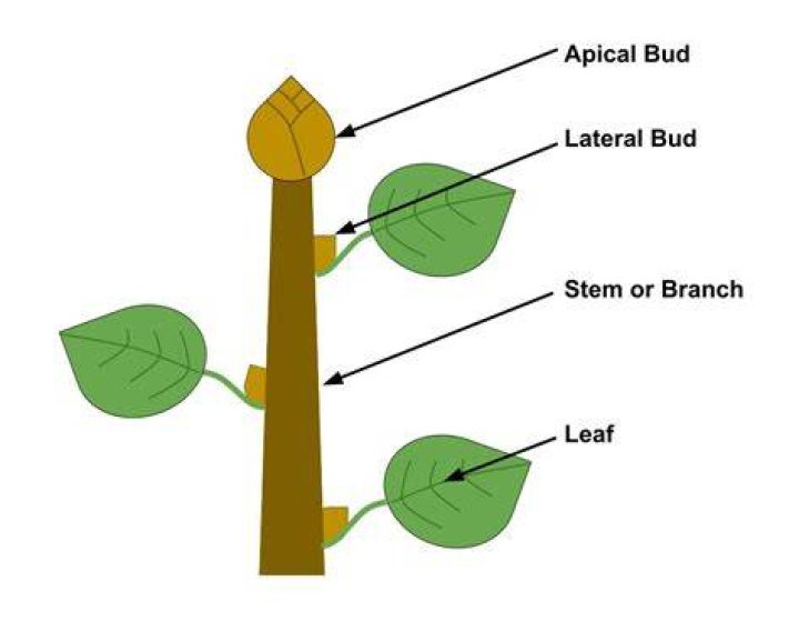 What is an apical bud