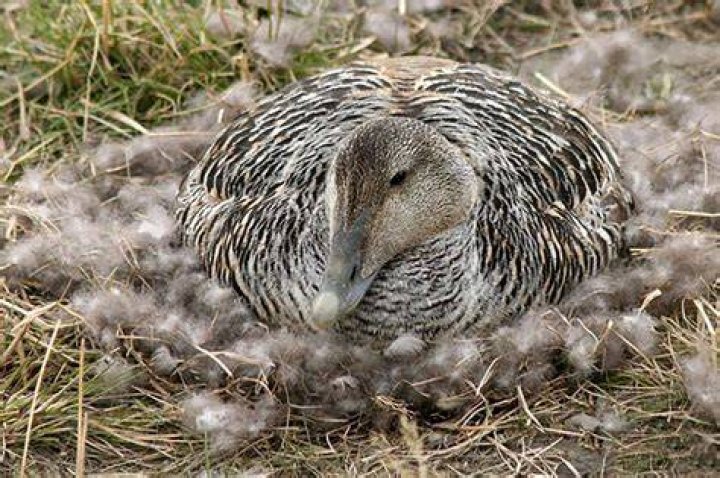 What is an eider down