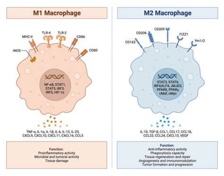 What is an M1 and M2
