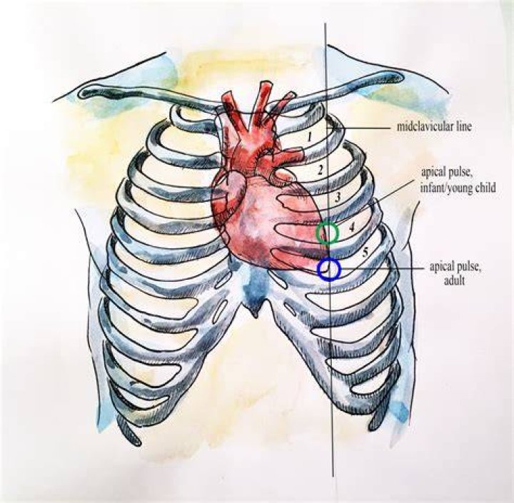 What is apical pulse