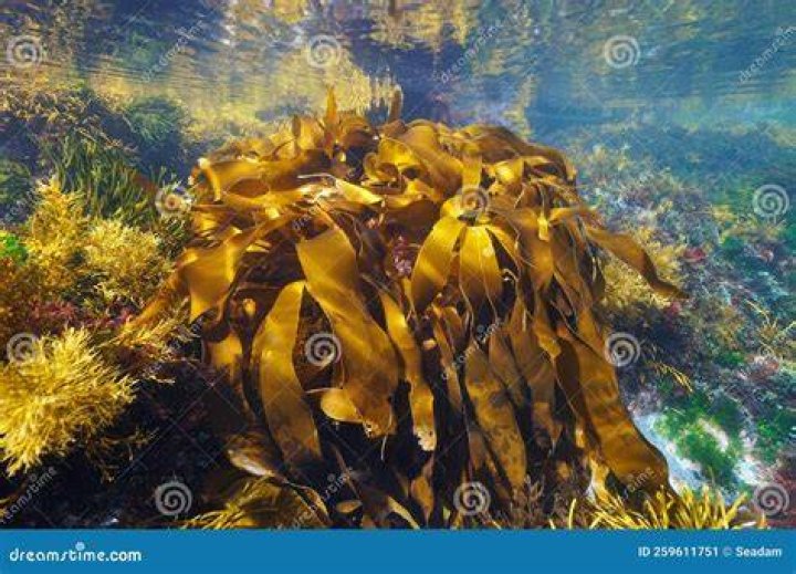 What is Atlantic kelp